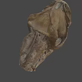 Ancient Fossil Skull With Detailed Bone Structure And Prehistoric Features 3d model