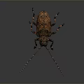 Close Up View Of Beetle With Long Antennae Spotted Exoskeleton Multiple Legs On Gray Background