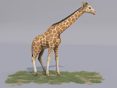 Tall Giraffe With Brown Spots Standing On Green Grass Field 3d model