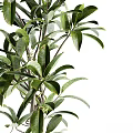 Lush Bonsai Potted Plant with Twisted Trunk and Green Leaves for Indoor Decor