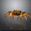 Brown Crab With Orange Pincers And Multiple Legs Displayed On Dark Background Exhibiting Fine Texture