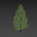 Tall Green Tree With Dense Foliage And Person Walking Nearby Against White Background