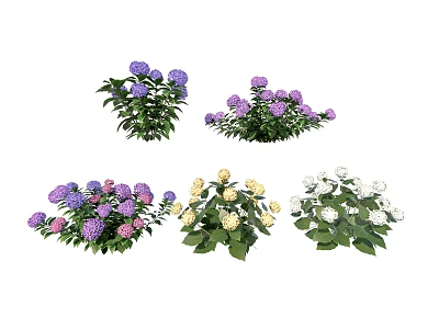 Colorful Hydrangea Flowers With Purple Pink Yellow White Blooms And Green Leaves 3d model
