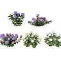 Colorful Hydrangea Flowers With Purple Pink Yellow White Blooms And Green Leaves