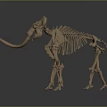 elephant skeleton elephant skeleton animal skeleton animal skeleton fossil animal skeleton fossil 3d model