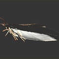 Modern butterfly, moth, moth 3d model