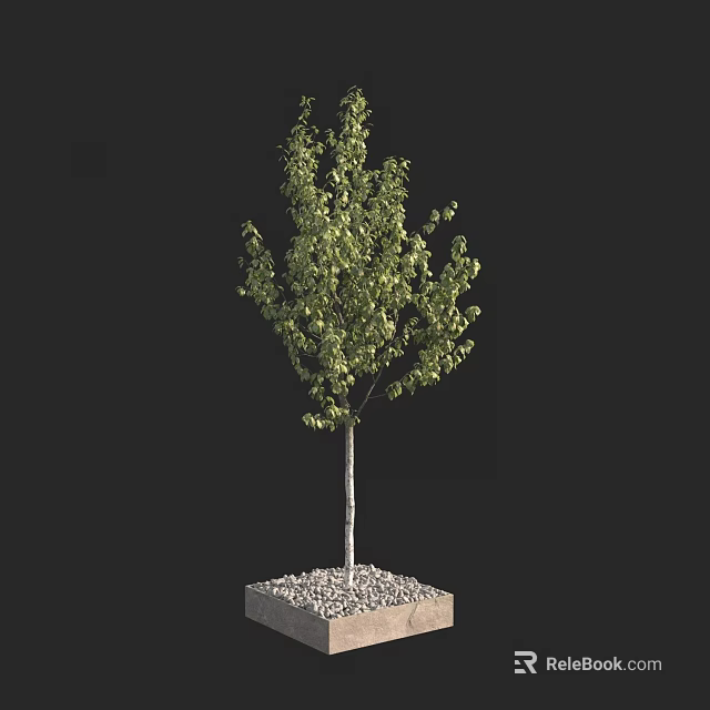 Arbor with Green Leaves and White Trunk on Square Base with Gravel 3d model 