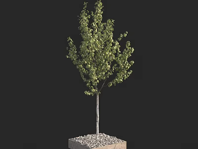 Arbor with Green Leaves and White Trunk on Square Base with Gravel 3d model