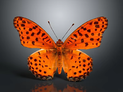 Vibrant Orange Butterfly With Black Spots On Its Colorful Wings 3d model