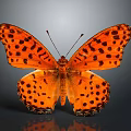 Vibrant Orange Butterfly With Black Spots On Its Colorful Wings