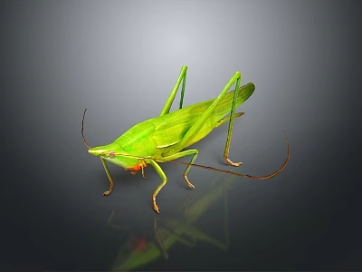 Green Grasshopper In Natural Pose With Detailed Body Long Antennae And Shiny Surface 3d model