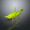 Green Grasshopper In Natural Pose With Detailed Body Long Antennae And Shiny Surface