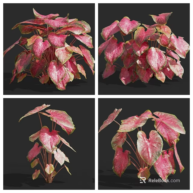 Pink And Green Variegated Caladium Plant With Beautiful Foliage For Indoor Decoration 3d model 