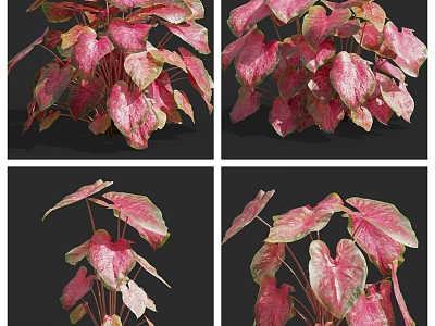 Pink And Green Variegated Caladium Plant With Beautiful Foliage For Indoor Decoration 3d model