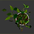 Leafy Green Houseplant In White Pot With Trailing Vines Indoor Display Setting
