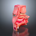 Human Head Organ Anatomical Model Showing Detailed Internal Eye And Nasal Cavity Structures