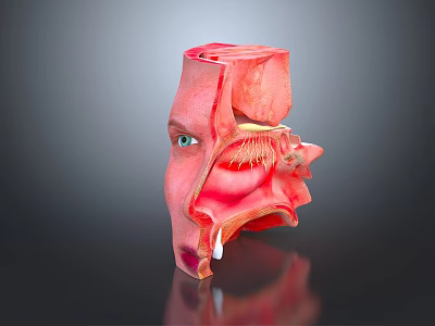 Human Head Organ Anatomical Model Showing Detailed Internal Eye And Nasal Cavity Structures 3d model