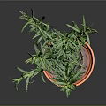 Rosemary Plant in Terracotta Pot with Fresh Green Leaves on Dark Background