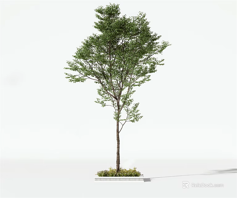 Tall Arbor Tree with Green Foliage and Straight Trunk on Concrete Base 3d model 