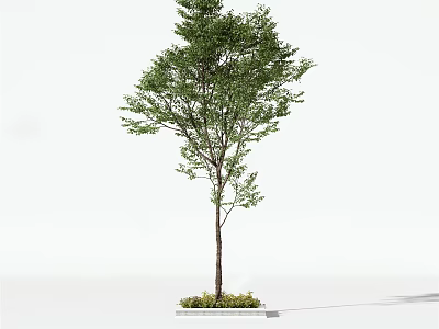 Tall Arbor Tree with Green Foliage and Straight Trunk on Concrete Base 3d model