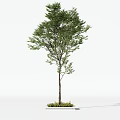 Tall Arbor Tree with Green Foliage and Straight Trunk on Concrete Base