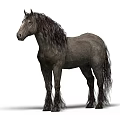 Majestic Gray Horse With Long Hair Standing Isolated On White Background