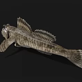 Unique Aquatic Fish With Large Eyes Open Mouth Textured Skin And Fan Shaped Fins