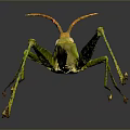 Green Grasshopper With Slender Body Long Antennae And Hind Legs On Dark Background With Reflection