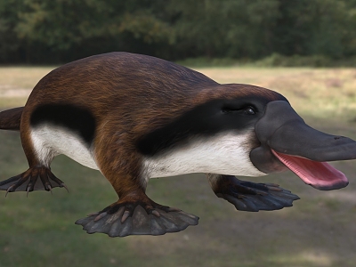 stubborn-toothed platypus talaco long-toothed platypus animal creature model