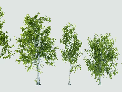 Birch Arbor Collection With Green Leaves And White Trunks In Various Sizes 3d model