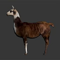 Realistic Brown And White Llama Standing On Gray Background With Detailed Coat
