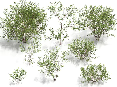 Rhamnus medicine green wood medicine charcoal rhamnus shrubs small trees landscape trees street trees 3d model