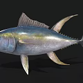 Vibrant Blue Green And Yellow Tuna Aquatic Animal With Distinct Fins And Eyes