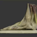 Anatomical Foot Organ Model Showing Muscles Vessels And Hair Structure