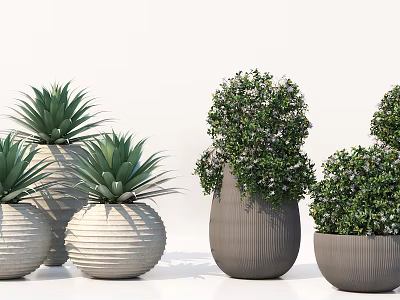 Bonsai Potted Plants With Lush Green Foliage Small White Flowers In Textured Gray White Pots 3d model