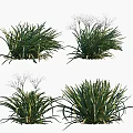 Decorative Green Plants Featuring White Slender Petals and Lush Leaves in Different States