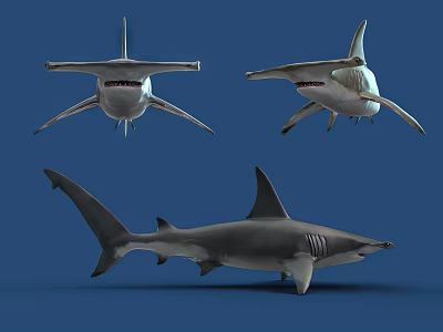 Realistic Shark Aquatic Animal Displayed in Multiple Angles on Blue Background 3d model