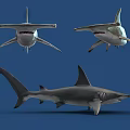 Realistic Shark Aquatic Animal Displayed in Multiple Angles on Blue Background 3d model