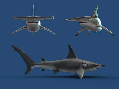 Modern shark Aquatic animal Hammerhead shark T-shaped shark 3d model