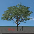 Banyan Tree as Arbor with a Person Standing Under Blue Sky and Open Ground