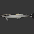 Pink Head Aquatic Fish With Black White Striped Body And Streamlined Shape