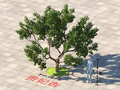 Guifei Apricot Arbor Tree 8 Meters Tall with Lush Green Leaves on Square Paved Ground 3d model
