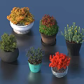 Colorful Bonsai Plants in Various Pots with Vibrant Foliage for Indoor Decoration