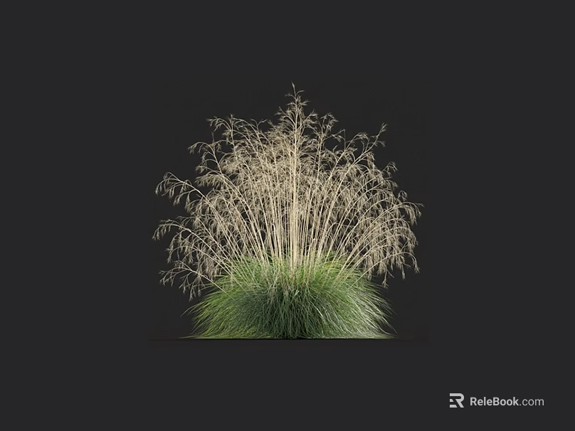Tall Grass Plant with Light Colored Slender Leaves and Green Dense Foliage on Black Background 3d model 