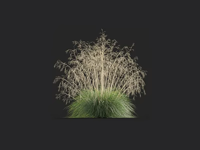 Tall Grass Plant with Light Colored Slender Leaves and Green Dense Foliage on Black Background 3d model
