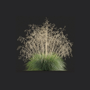 Stipa giant mango Chinese mango grass fescue flowers weeds miscanthus barley grass pomace 3d model