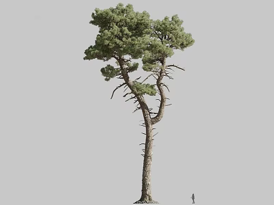Tall Pine Tree With Twisted Trunk And Green Canopy Against Gray Background 3d model