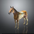 Brown And White Standing Horse Model With Shiny Black Background Reflection 3d model