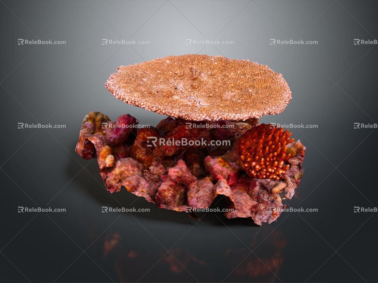 Modern Coral Red Coral White Coral Blue Coral 3d model