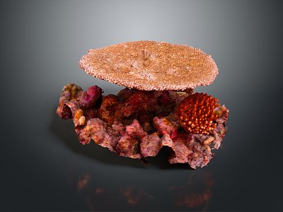 Modern Coral Red Coral White Coral Blue Coral 3d model